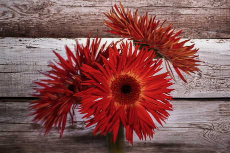 Gerbera's