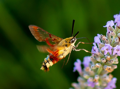 Colibri vlinder