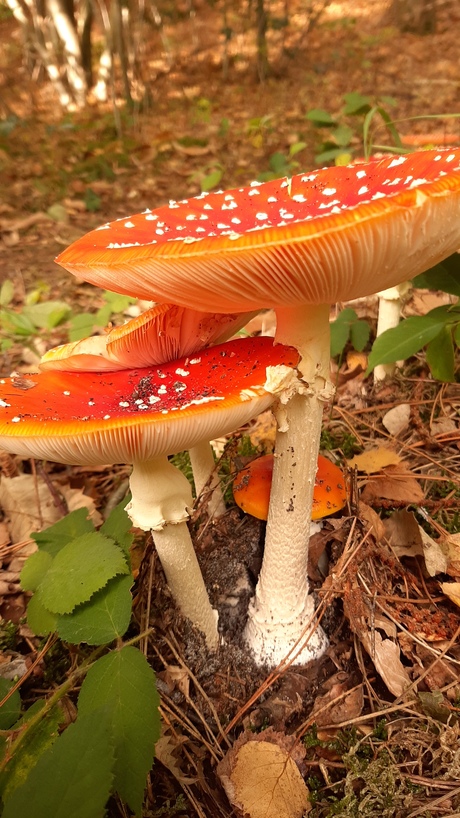 HET MOOIE VAN DE HERFST