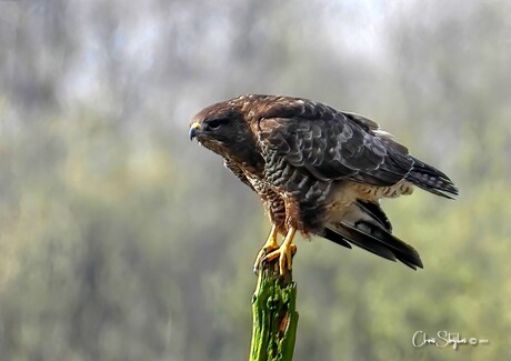 Buizerd