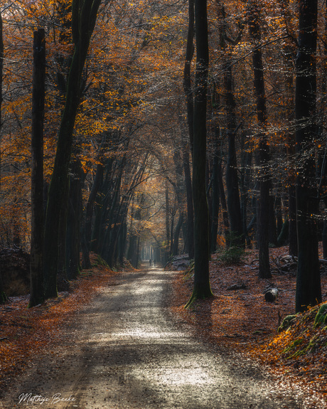 Ochtend wandeling 