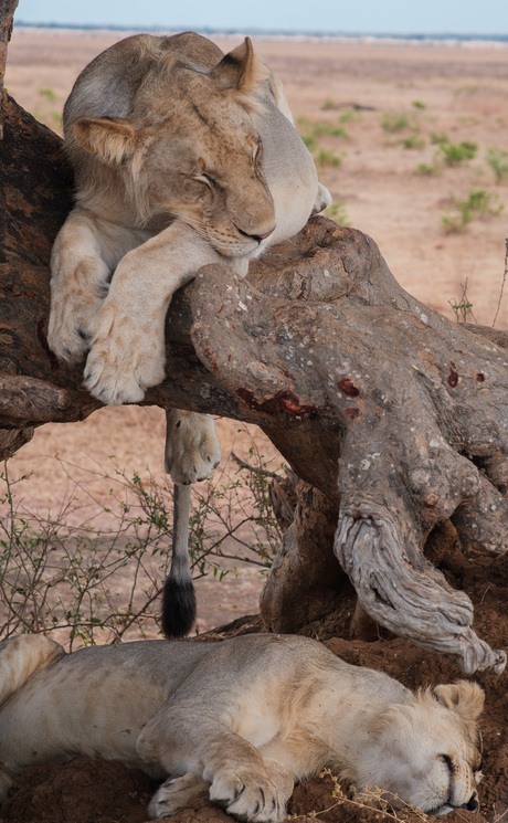 Sleepy lions