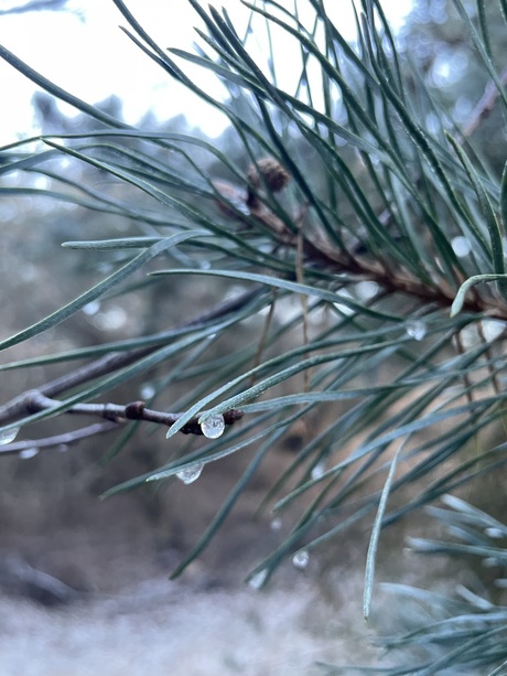 Bevroren waterdruppel