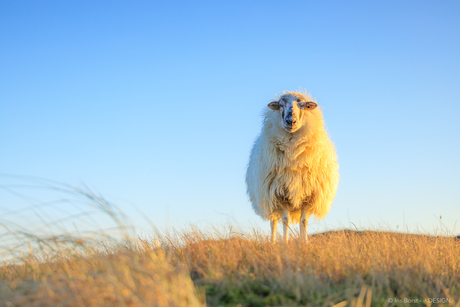 Bolletje wol in de duinen