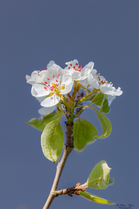 Perenbloesem