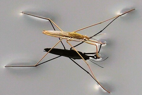 lopen over schoonwater