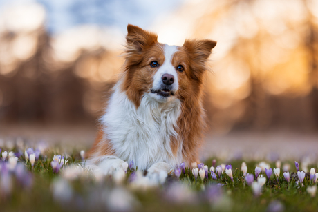 Nala - Border Collie