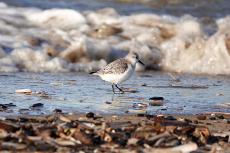 Drieteenstrandlopers