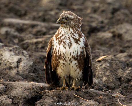 Buizerd.