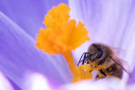 The first blooms of spring always make my heart sing.