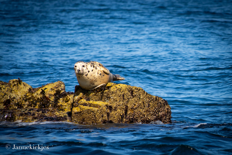 Zeehond