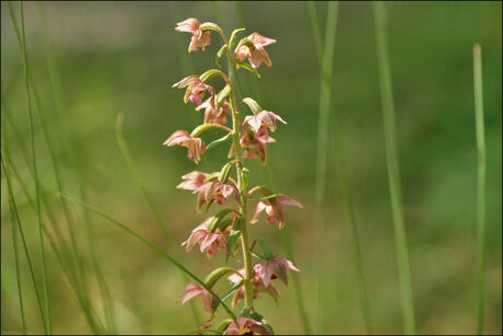 Brede Wespenorchis