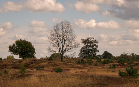 Drents Friese Wold