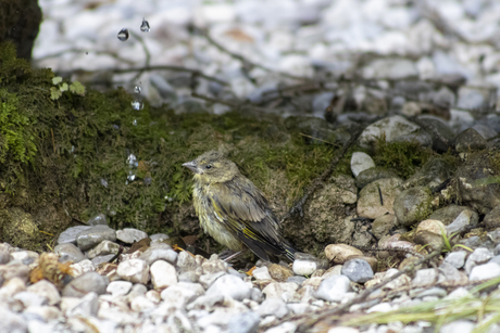 Vogeltje heeft het ook warm