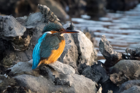 Mooie Ijsvogel Gespot