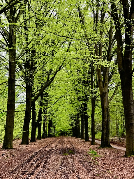 Onderweg onder jong groen