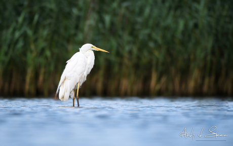 grote zilverreiger