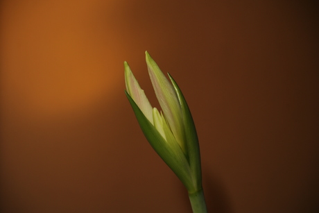 Amaryllis