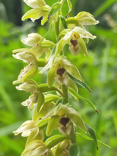 Brede wespenorchis..