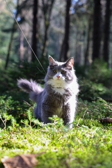 Testen R8 - Onbewerkt