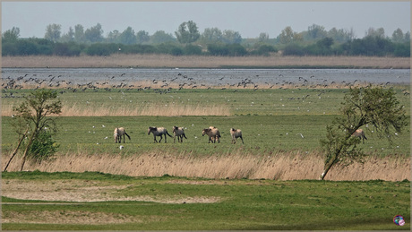 Oostvaardersplassen …