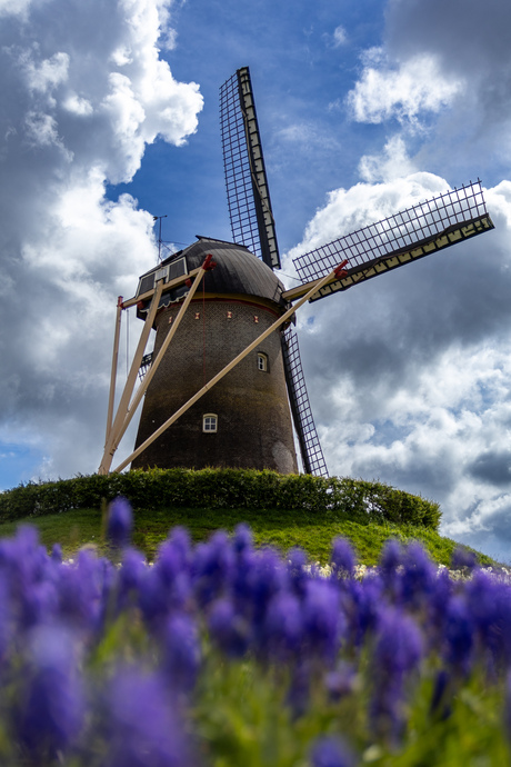 De molen