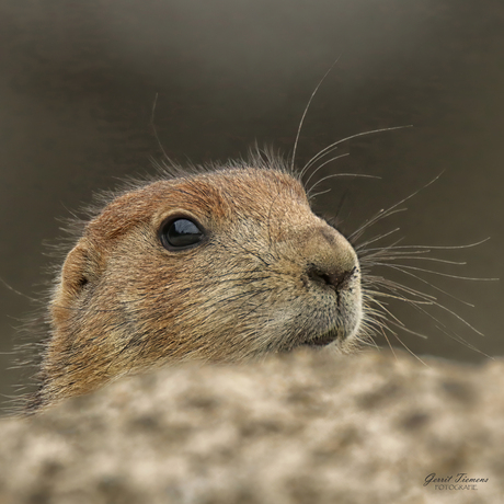 De Wachter van de Zandvlakte