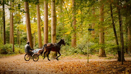 Herfst wat ben je mooi