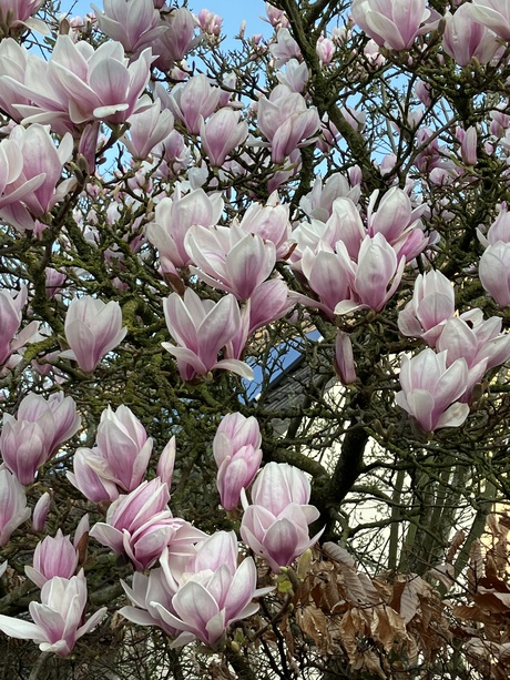 Lente op z’n mooist