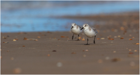 Drieteenstrandlopertjes.