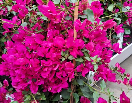 20240507  133059  PINK RIBBON nr19   Bougainvillea Tuincentrum gespot  7 mei 2024  