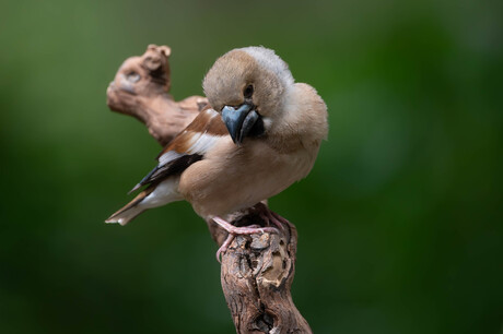 Jonge appelvink
