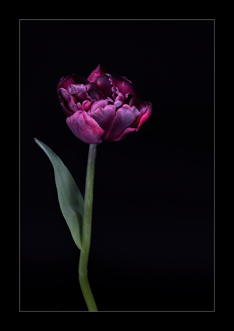Zwarte tulp 