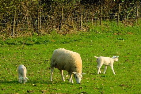 Schaap met lammetjes
