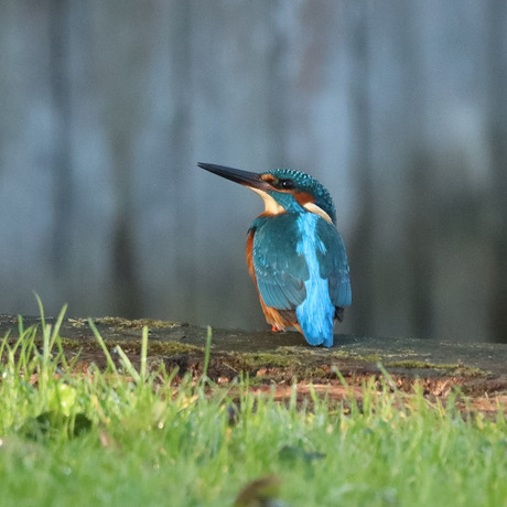 IJsvogel man