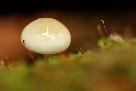 Aanbidding van het blobje