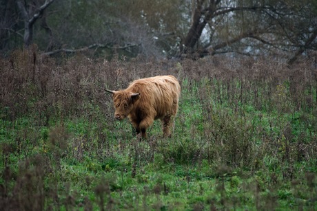 Schotse Hooglander 1