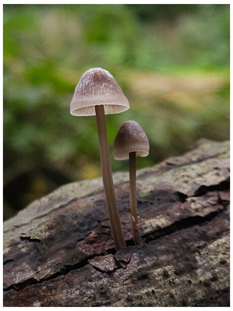 Stinkmycena