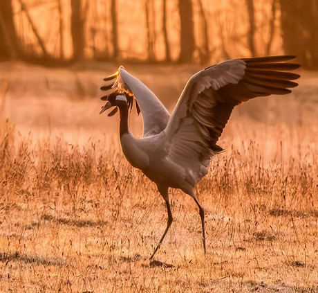 Kraanvogel in de opkomende zon