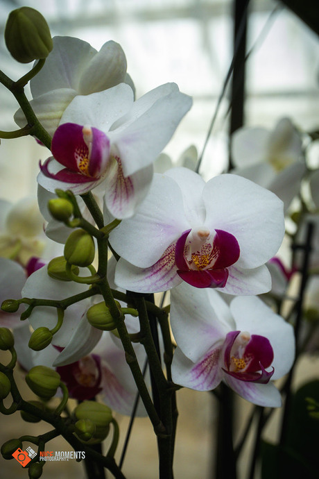 Maanorchidee (Phalaenopsis amabilis)