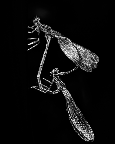 KLEURRIJK,  MAAR  DAN  IN  ZWART  WIT