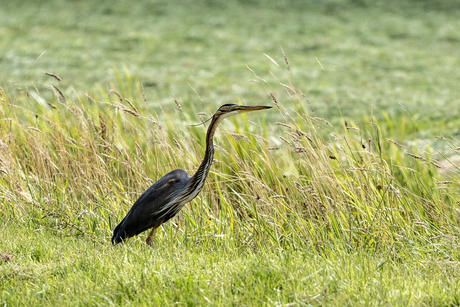 Purperreiger