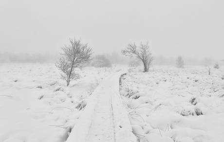 Winter in Hoge Venen