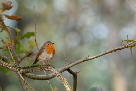 Roodborst