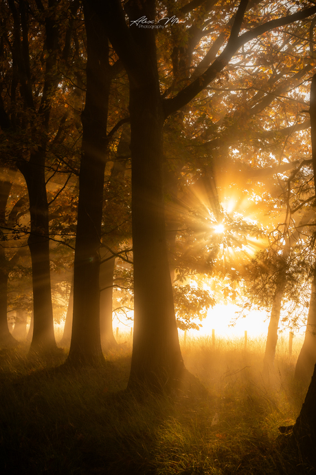 Zonnestralen door de bomen