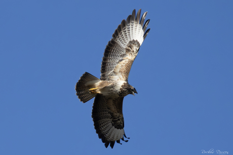 Roepende Buizerd