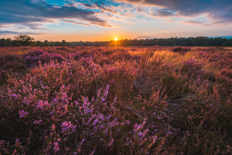 Zonsondergang Loonse en Drunense Duinen met heide III