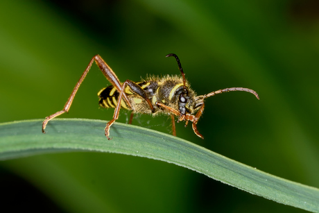 Even pootje schoonmaken
