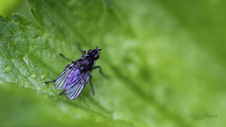 Limnophora