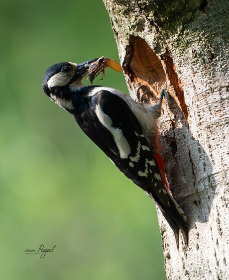 Grote bonte specht